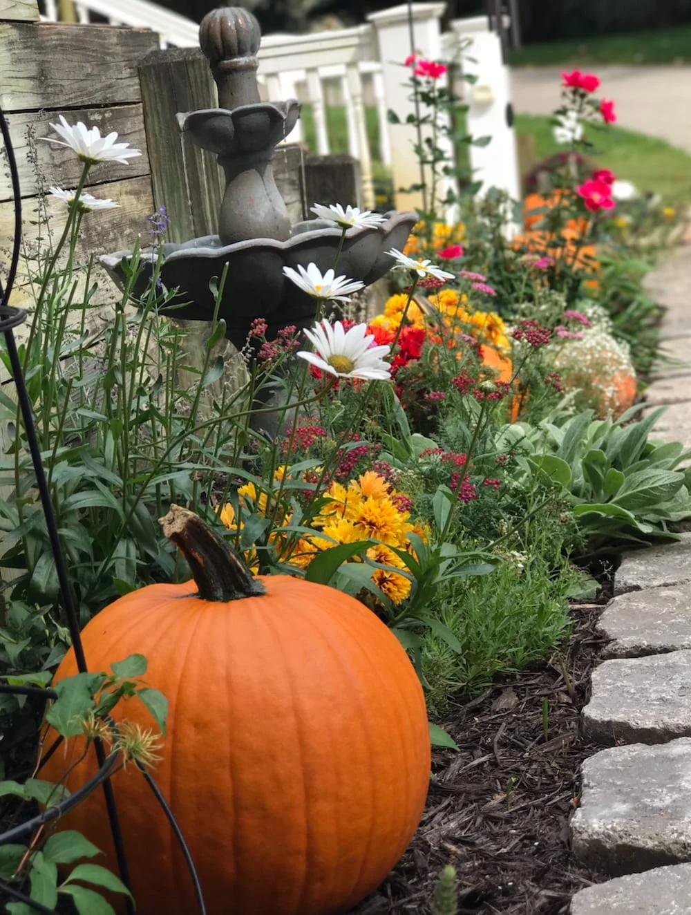 pumpkin in garden